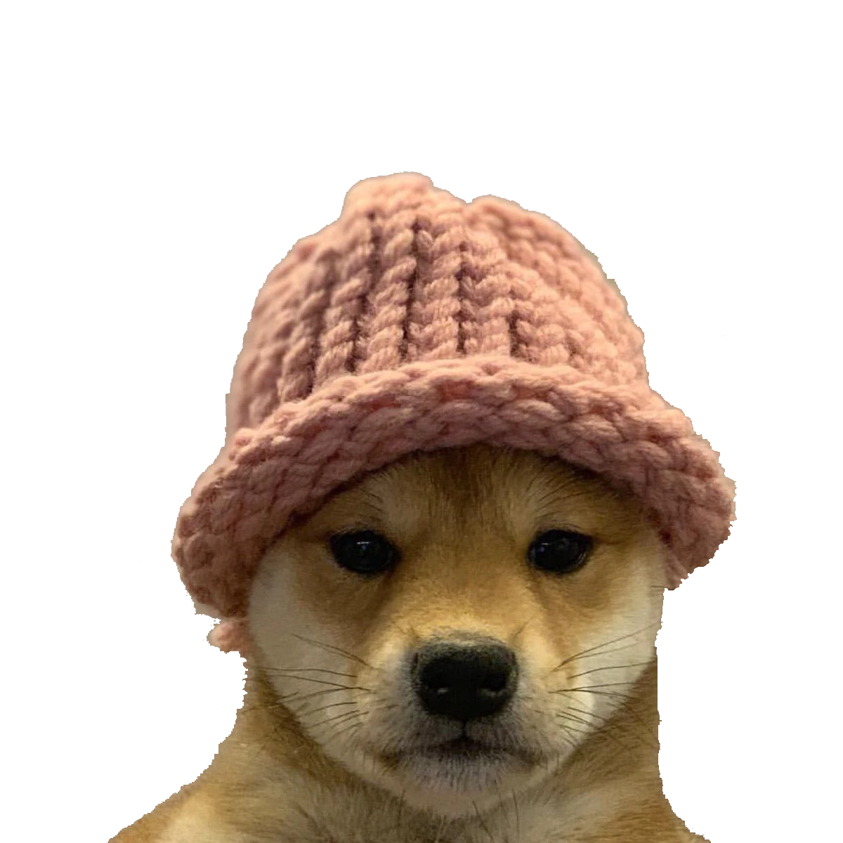 dogwifhat